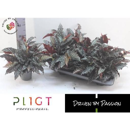 Begonia Blad Maculata Spotlight Dark 