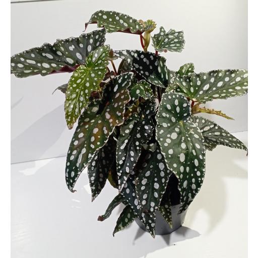 Begonia Blad Maculata Spotlight Dark 