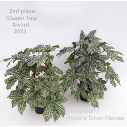 Begonia Foliage Hovaria Silver Maples
