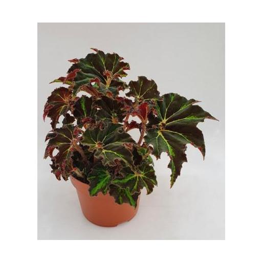 Begonia foliage Evy [0]