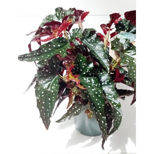 Begonia maculata black forest [3]