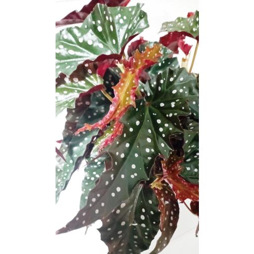 Begonia maculata black forest [1]