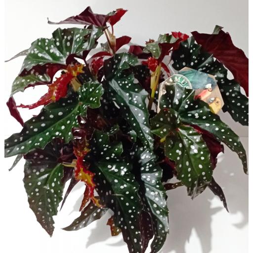 Begonia maculata black forest [2]