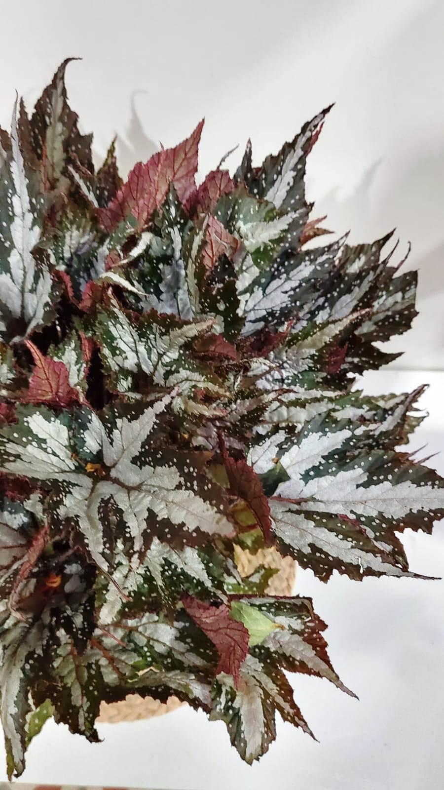 Begonia rex sumatra green. Envío gratis. 