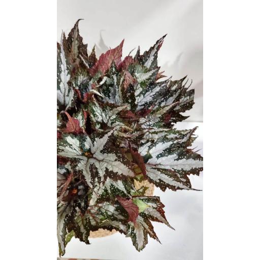 Begonia rex sumatra green [1]