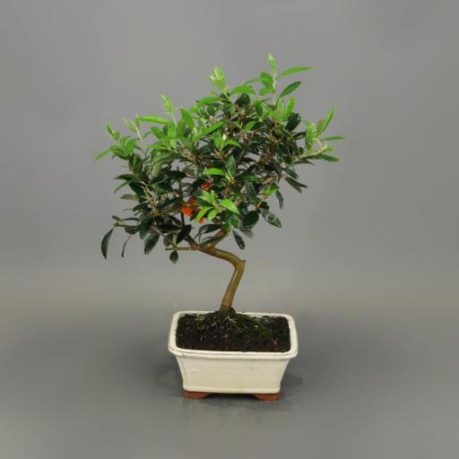 Bonsai 7 años olivo