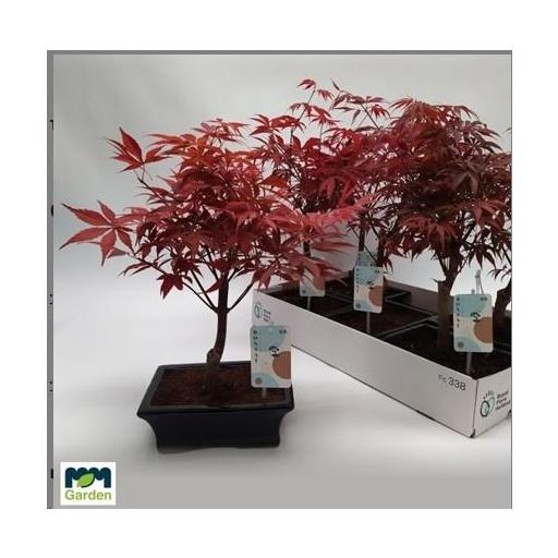  Bonsai Acer Palmatum Atropurpurea  [0]