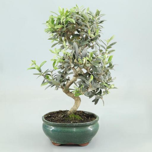 Bonsai olivo 8 años [0]