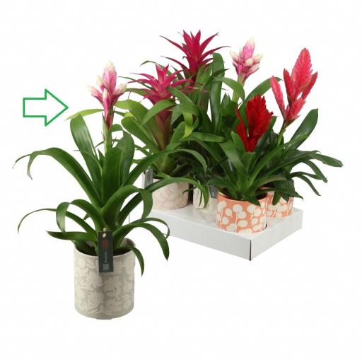 Bromelia Charming con macetero cerámica