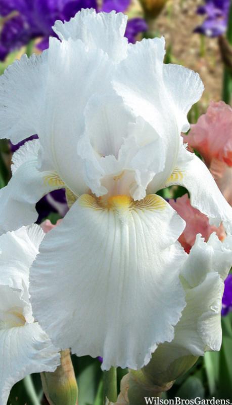 Bulbo Iris blanco