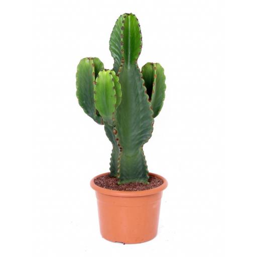 Euphorbia ingens cactus