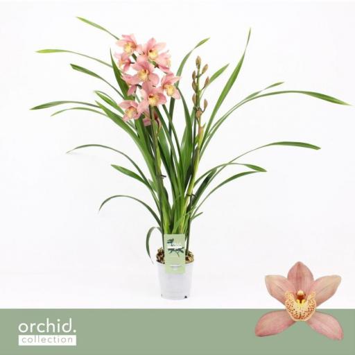 Orquidea cymbidium rosa claro