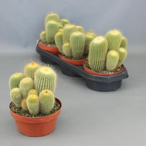 Cactus Eriocactus Leninghausii