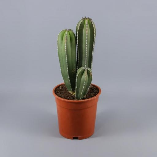 Cactus Marginatocereus Marginatus