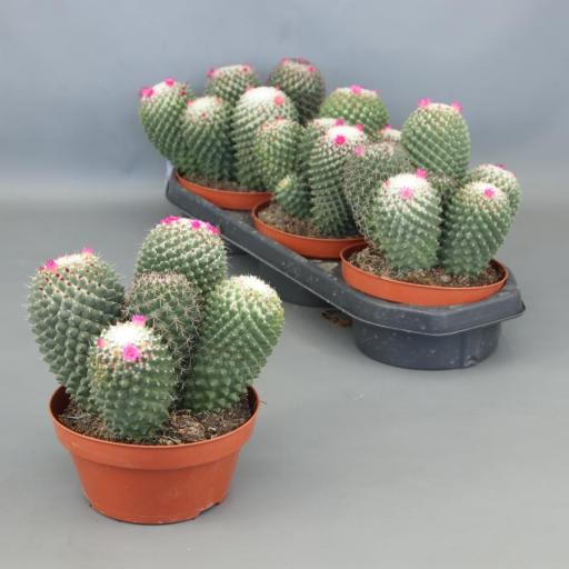 Cactus Melocactus Matazanus