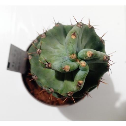 Cactus Tornillo (Cereus forbesii spiralis) [2]