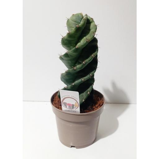 Cactus Tornillo (Cereus forbesii spiralis) [3]