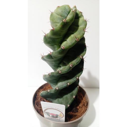 Cactus Tornillo (Cereus forbesii spiralis) [1]