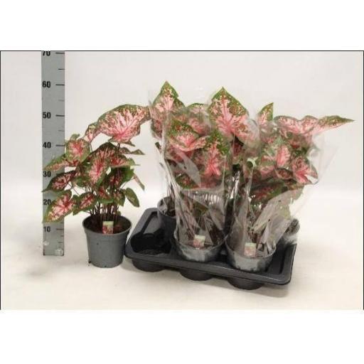 Caladium Carolyn Whorton