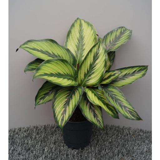 Calathea Pinstripe [0]