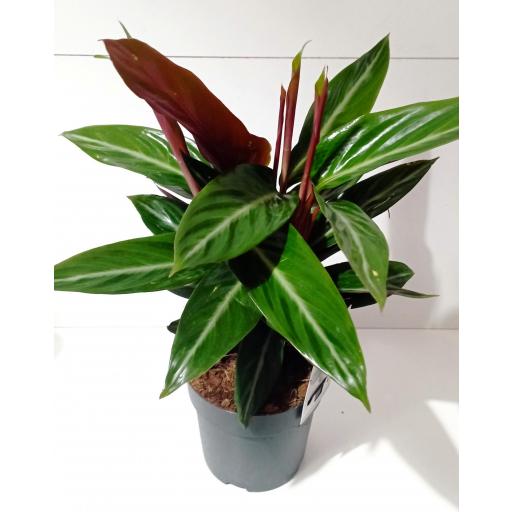 Calathea Stromanthe Sanguinea