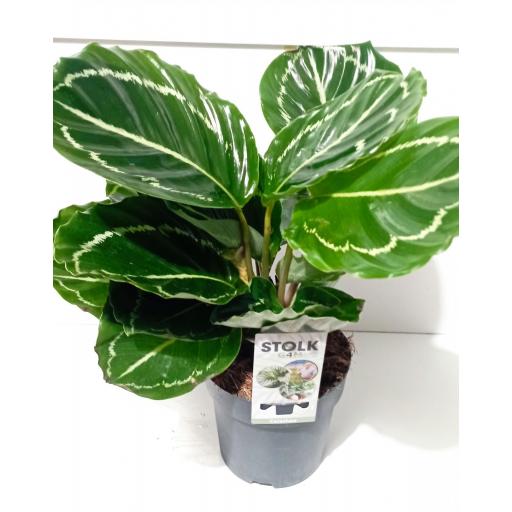 Calathea apple bee