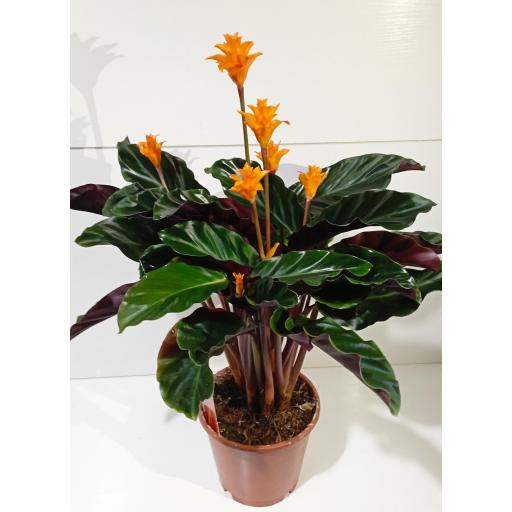 Calathea crocata