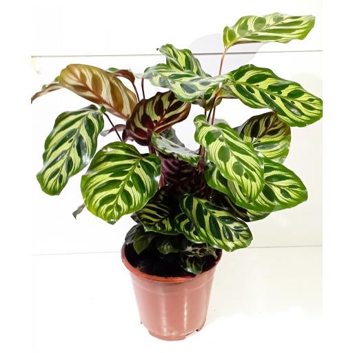 Calathea makoyana 