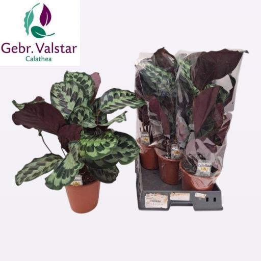 Calathea ov