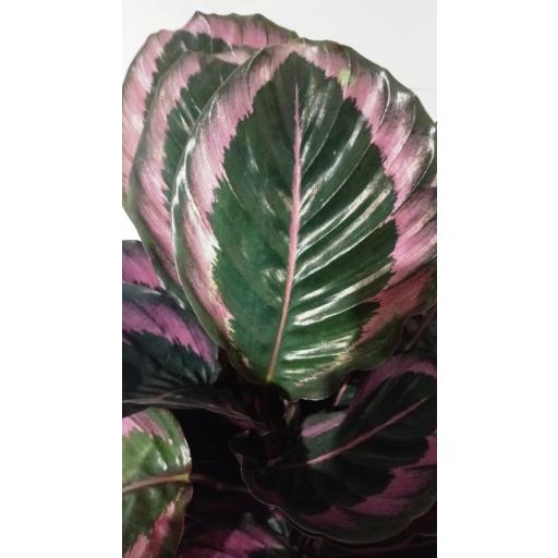 Calathea roseopicta [3]