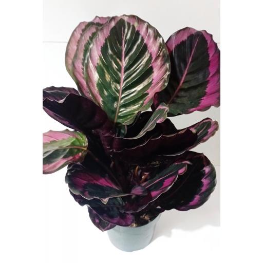 Calathea roseopicta [1]