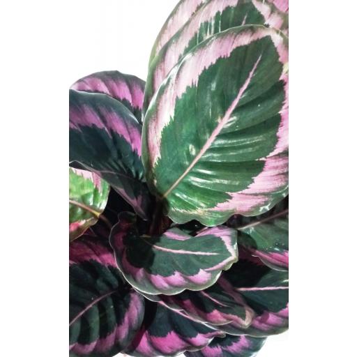 Calathea roseopicta [2]