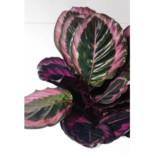 Calathea roseopicta