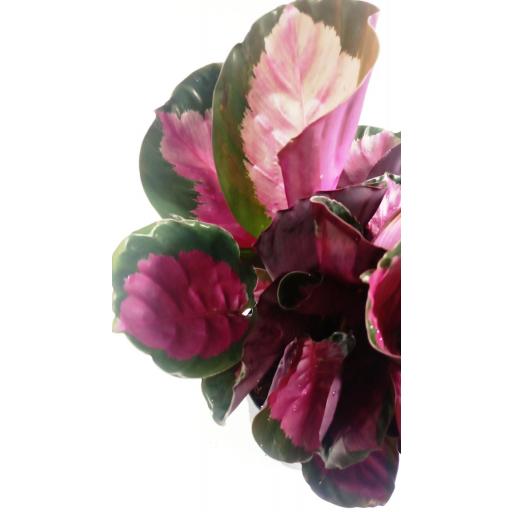 Calathea roseopicta rose