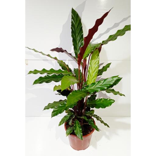 Calathea rufibarba