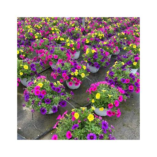 calibrochea tres colores [0]