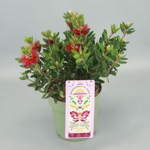 Callistemon Laewis