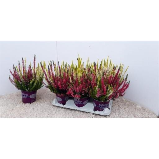 Calluna beaty lady mix