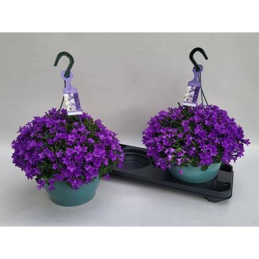 Campanula portenschlagiana