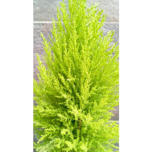 Cedro Cupressus GoldCrest Wilma [1]