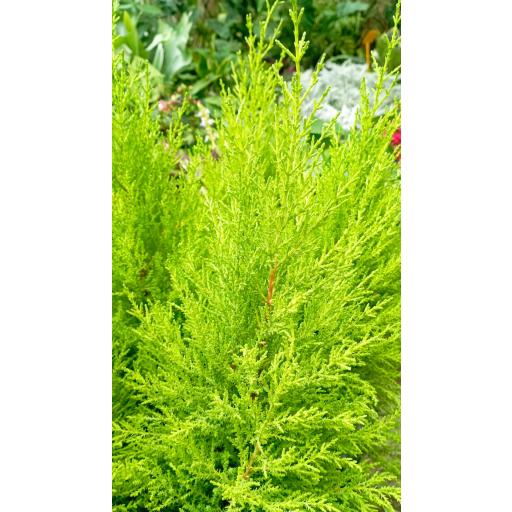 Cedro Cupressus GoldCrest Wilma [2]