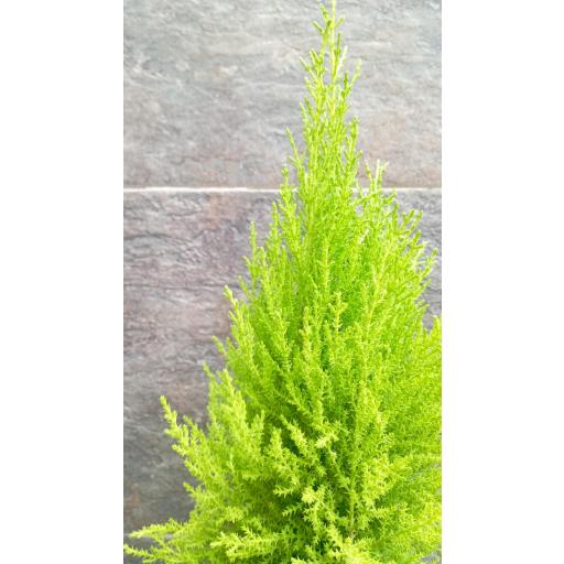 Cedro Cupressus GoldCrest Wilma [3]