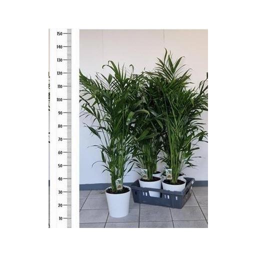 Chamaedorea Cataractarum 120 cm