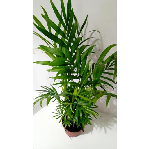 Chamaedorea 50 cm