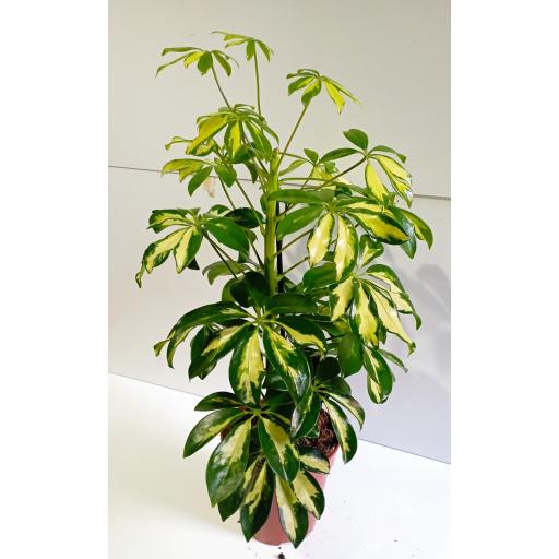 Cheflera 45 cm [1]