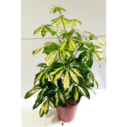 Cheflera 45 cm