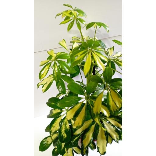 Cheflera 45 cm [3]