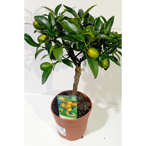 Citrofortunella Microcarpa (Kumquat) [0]