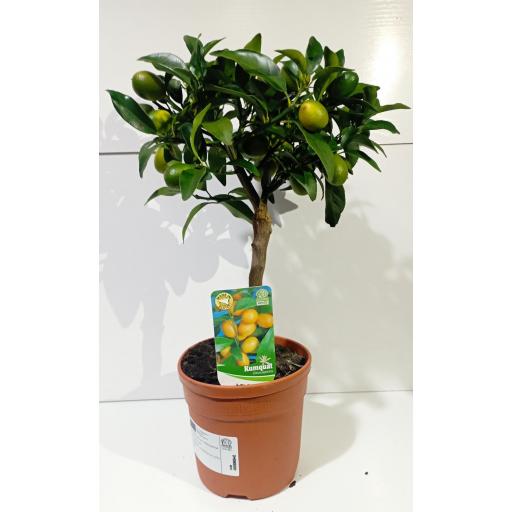 Citrofortunella Microcarpa (Kumquat) [1]