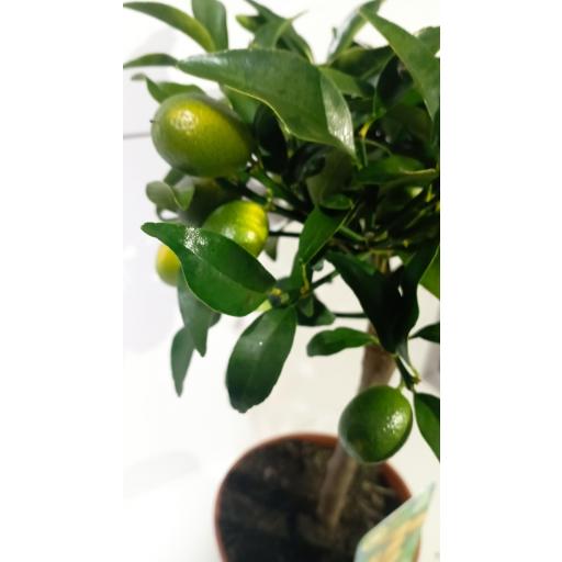 Citrofortunella Microcarpa (Kumquat) [2]